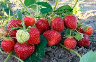 Dünger für Erdbeeren