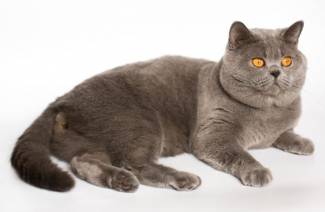 Mas madulas ang pusa