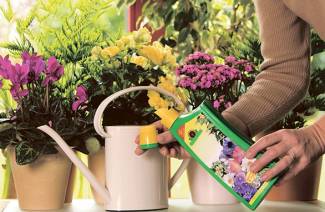 Adubos para flores