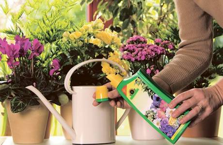 Fertilizzanti per fiori
