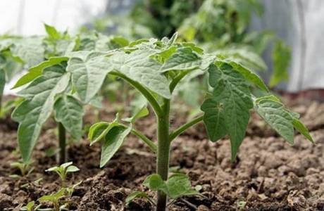 Cultiver des tomates dans une serre en polycarbonate