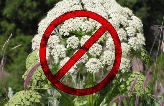 كيفية التعامل مع hogweed في كوخ الصيف
