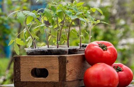 How to plant tomatoes for seedlings