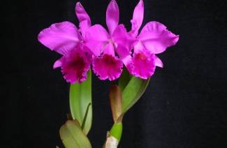 Cattleya