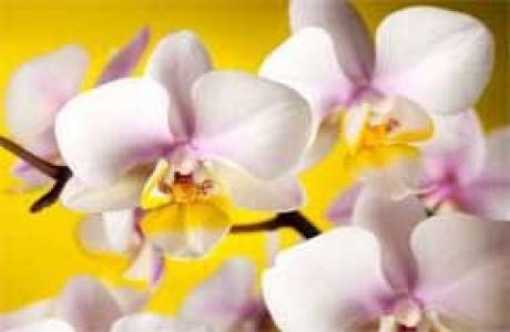 Comment prendre soin d'une orchidée à la maison