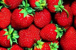 Fraises dans leur propre jus pour l'hiver