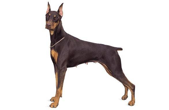 Doberman pinscher