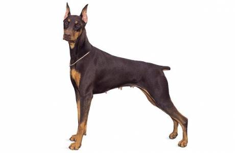 Doberman Pinscher
