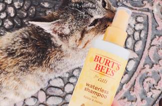 Kuiva shampoo kissoille