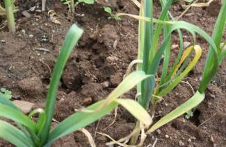 Comment traiter l'ail au printemps s'il jaunit