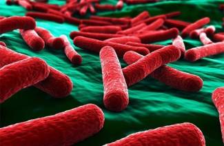 Ε. Coli