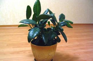 Ficus kumi