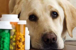 14 meilleures vitamines pour chiens de races différentes