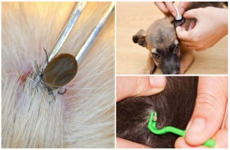 Como obter um carrapato de um cachorro