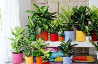 dieffenbachia