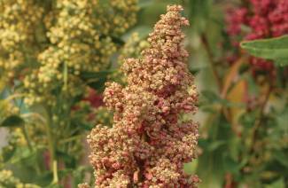 Quinoa c'est quoi