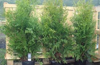 Thuja Brabant
