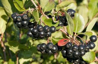 Chokeberry vaistinės savybės ir kontraindikacijos