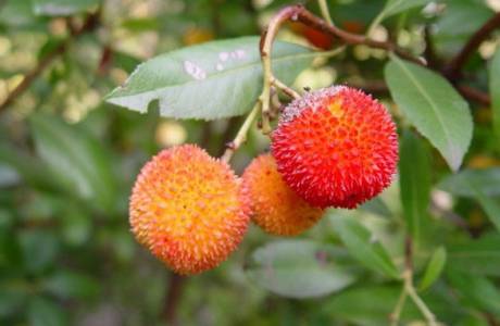 Erdbeerbaum