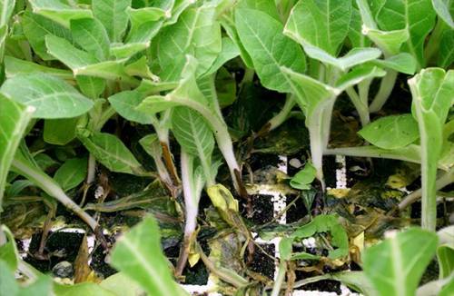Comment protéger les jeunes plants contre les pattes noires
