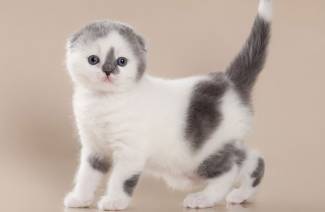 Scottish fold pennut