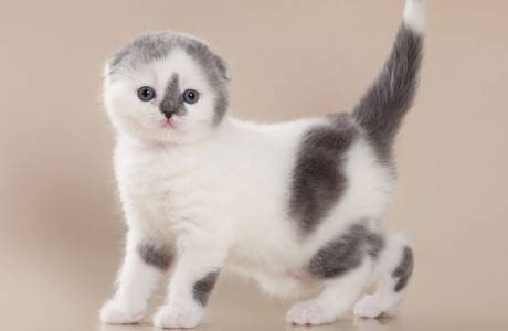 ลูกแมวของสก๊อตแลนด์
