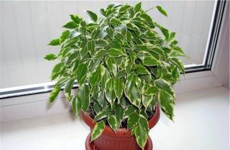 Ficus Benjamin