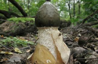Grybų linksmybės