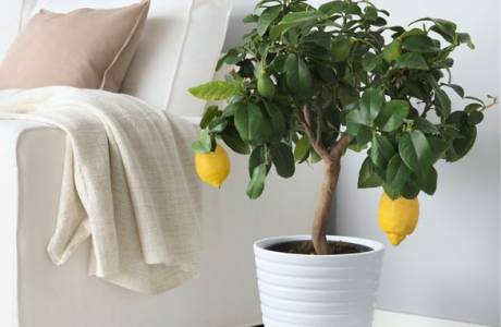 Come coltivare un limone