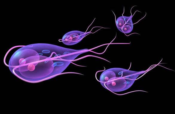 Toxoplasma gondia
