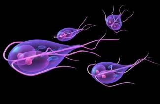 Toxoplasma gondia