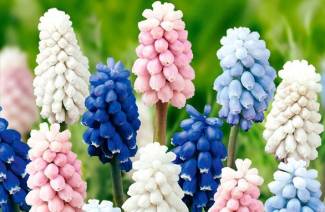 Muscari