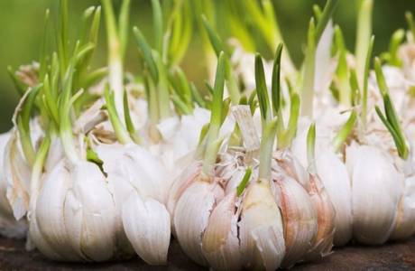 Warum färbt sich Knoblauch im Frühjahr gelb?