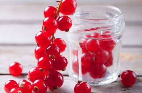 rote Johannisbeere