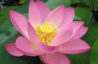Nelumbo nucifera
