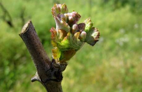 Soins du raisin au printemps