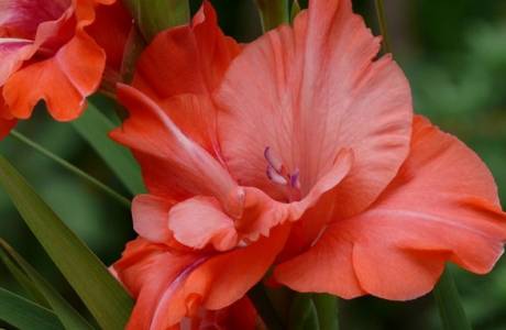 Ültetés gladioli tavasszal