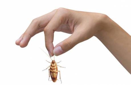 Cách diệt gián