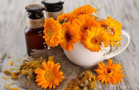 Propriedades medicinais e contra-indicações de calêndula