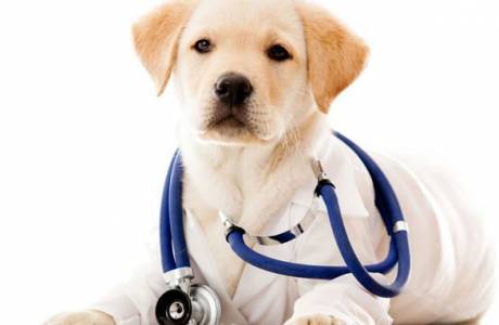 Esterilización de perros
