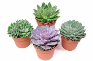 Echeveria