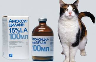 Amoksisilliini kissoille