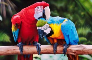 Παπαγάλος Macaw