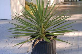 Yucca - kotihoito