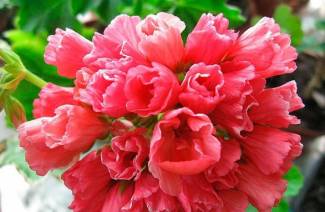 Tulip na hugis geranium