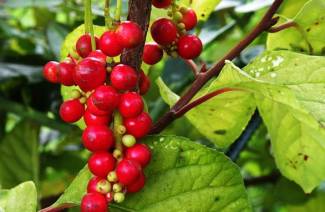 Schisandra chinensis