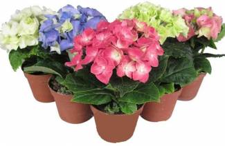 Indoor hydrangea - kotihoito