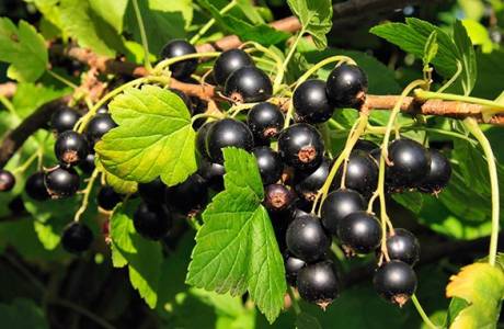 Die besten Sorten von Johannisbeeren