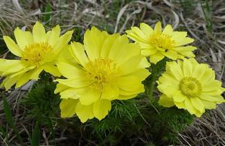 Adone primavera