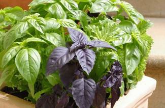 Los beneficios y daños de la albahaca